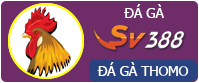 Đá gà Thomo